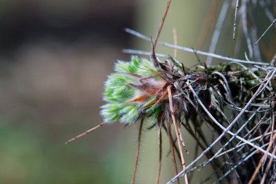Caragana jubata - čimišník hřivnatý - list rašící